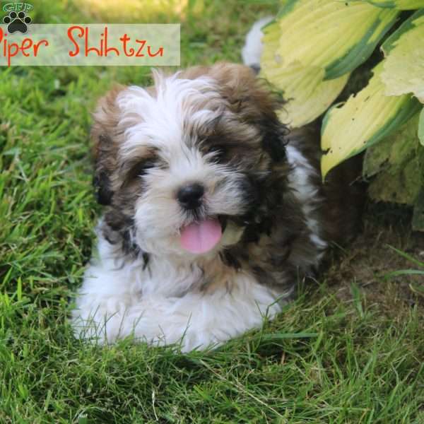 Piper, Shih Tzu Puppy